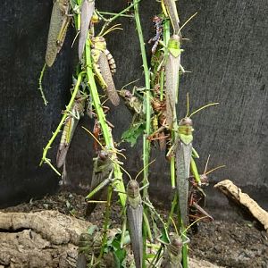 Tropidacris collaris