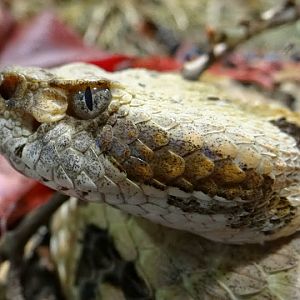 I ask for the identification - because even a Service of the terrarium I di