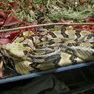 I ask for the identification - because even a Service of the terrarium I di