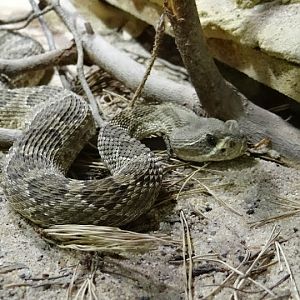 Crotalus viridis