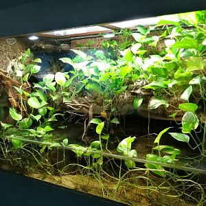 Container of Natrix tessellata