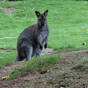 Macropus rufogriseus