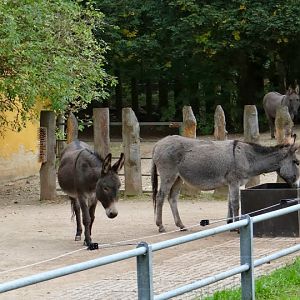 Equus africanus f.asinus