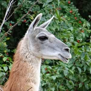 Lama guanicone