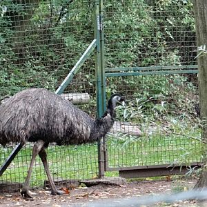 Dromainus novaehollandiae