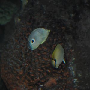 Foureye Butterflyfish and Reef Butterflyfish