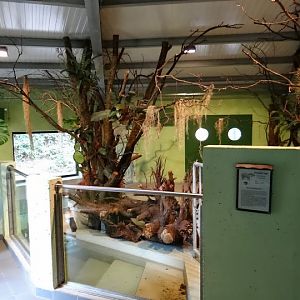 Pavilion of Tapirus terrestris