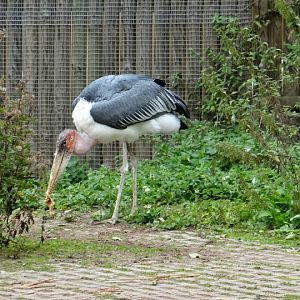 Leptoptilos crumeniferus