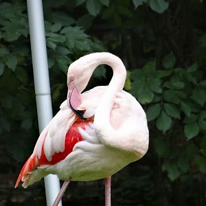 Phoenicopterus roseus