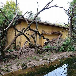 Paddock of Nasua nasua
