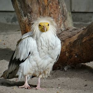 Neophron percnopterus