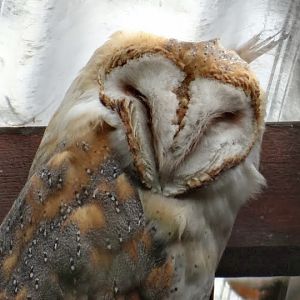 Tyto alba