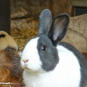 Oryctolagus cuniculus f. domesticus