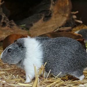 Cavia aperea f. porcellus