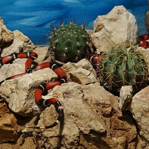 Lampropeltis triangulum sinaloae