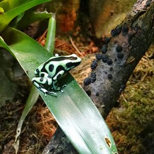 Dendrobates auratus