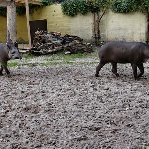 Tapirus terrestris