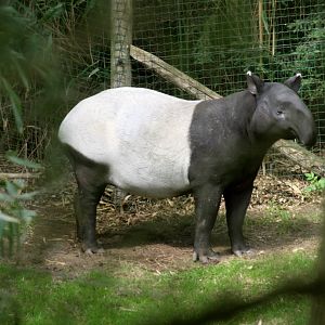 Malayan tapir