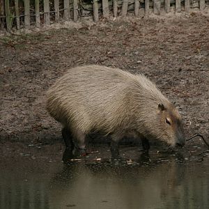 Capybara