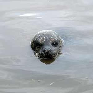 Common seal