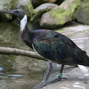 Straw-necked ibis