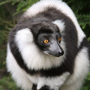 Black and white ruffed lemur