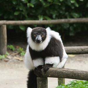 Black and white ruffed lemur