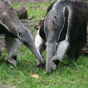 Giant anteaters