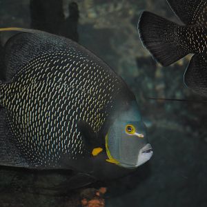 French Angelfish