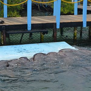 Nurse sharks on feeding platform