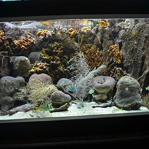 Reef aquarium, (south Caribbean)
