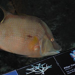 Hogfish