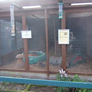 Meerkat encloure in court yard
