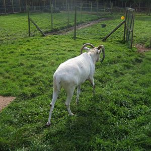 Addax