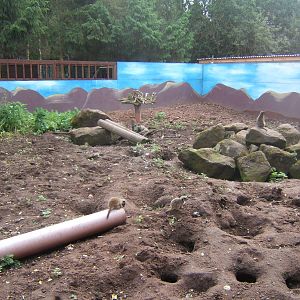 Meerkat enclosure