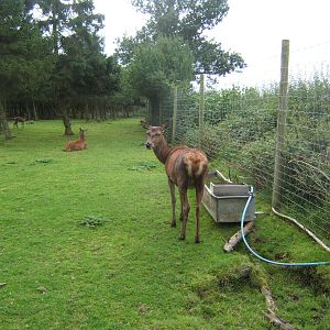 Red Deer