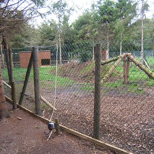 Raccoon Dog enclosure