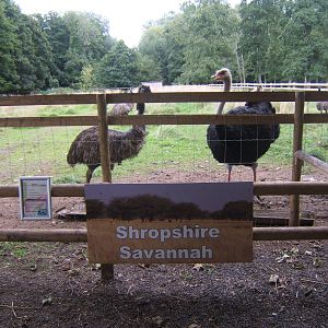 Shropshire Savannah?
