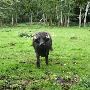 Asiatic Water Buffalo