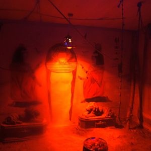 View of Egyptian Fruit Bat enclosure