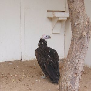 Lappet-faced Vulture