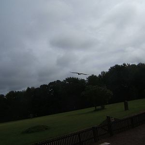 Stellars Sea Eagle and Falconer