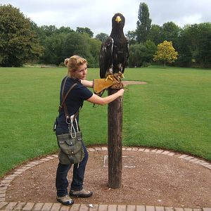 Stellars Sea Eagle and Falconer