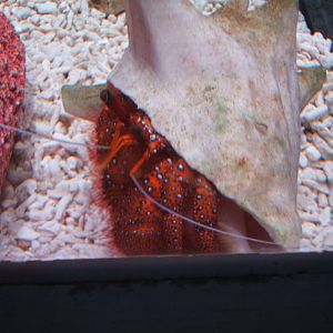 White-spotted Hermit Crab