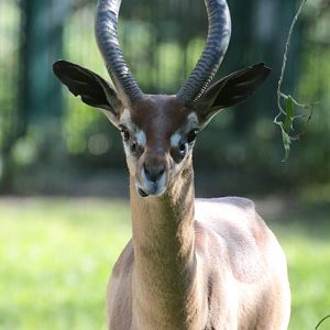 Southern Gerenuk (Litocranius w. walleri) male