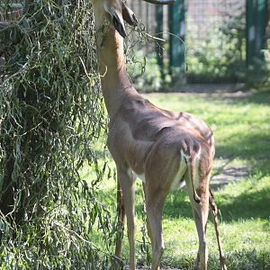 Southern Gerenuk (Litocranius w. walleri)
