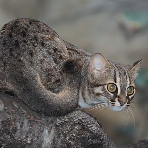 Sri Lankan Rusty-spotted Cat (Prionailurus rubiginosus phillipsi)