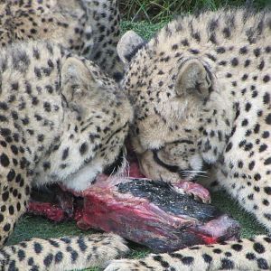 Cheetah Feeding Time