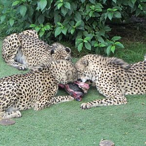 Cheetah Feeding Time
