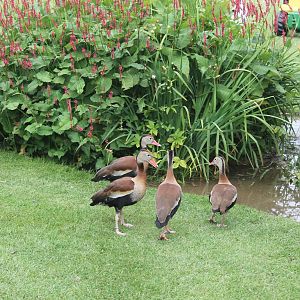 Red-billed Whistling Ducks August 2013